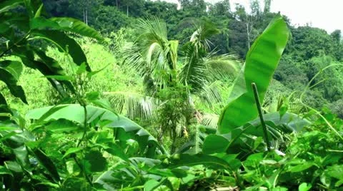 Rainforest Ambience with Audio Stock Footage 11018977