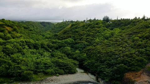 Rainforest and Bay Video stock 115628221