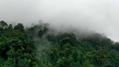 Rainforest and clouds hyperlapse Stock Footage 118582575