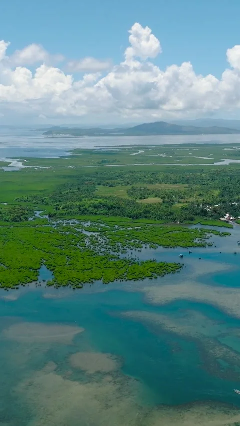 Rainforest and mangroves in the tropics. Stock Footage 287221818