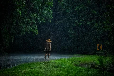 Rainforest and outdoor Stock Photos