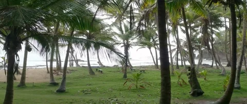 Rainforest and shoreline on the Caribbean Stock Footage 242291574