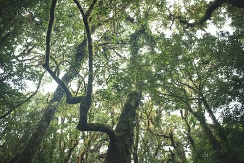 Rainforest in angle of elevation Stock Photos