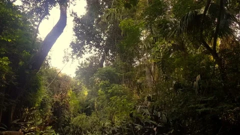 Rainforest Area inside a Park in Brazil Stock Footage 153928597