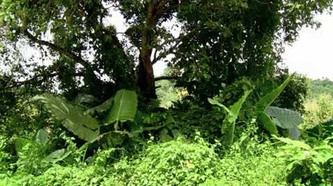 Rainforest with Audio Stock Footage 11018974