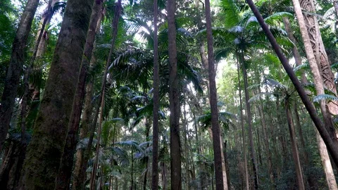 Rainforest in Australia Stock Footage 94183631