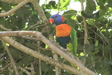 Rainforest Australian parrot Stock Footage 466542