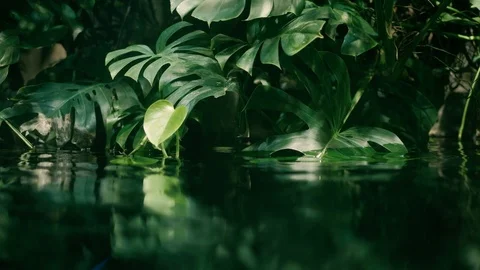 Rainforest background 스톡 동영상 96419894