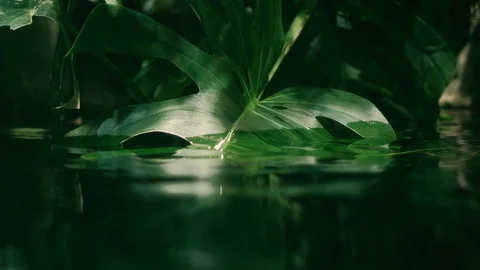 Rainforest background Stock Footage 96420015