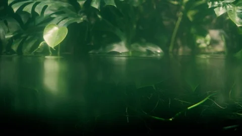 Rainforest background Stock Footage 96420042