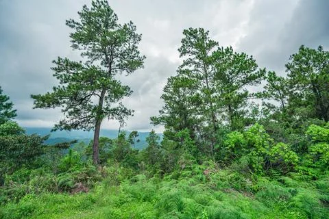 Rainforest in backwood with rain clouds perspective Stock Photos