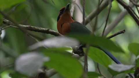Rainforest bird flies away predator alarm scared rufous motmot amazon rainforest Stock Footage 265118063