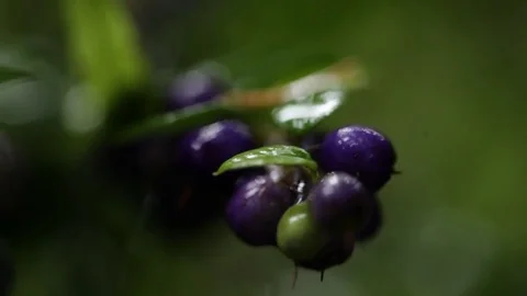 Rainforest blueberries Vídeos de archivo 77047682