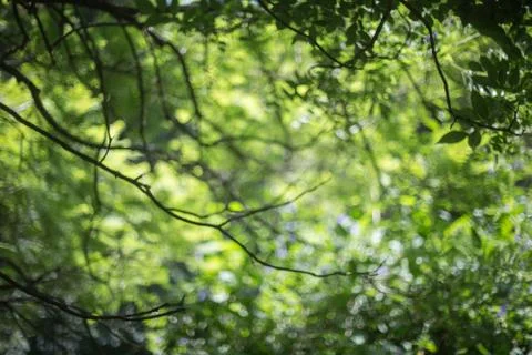 Rainforest, blurred trees Stock Photos