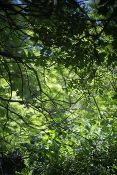 Rainforest, blurred trees Stock Photos