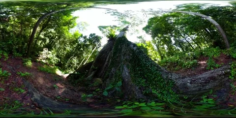 Rainforest in Borneo. Malaysia. VR 360. Stock Footage 233193201