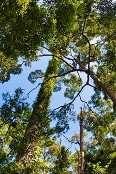 Rainforest in Borneo Stock Photos