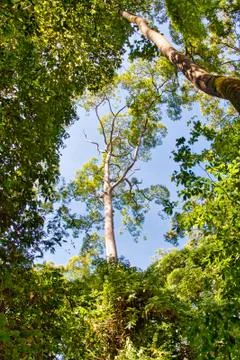 Rainforest in Borneo Stock Photos