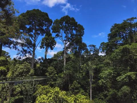 Rainforest Borneo Stock Photos