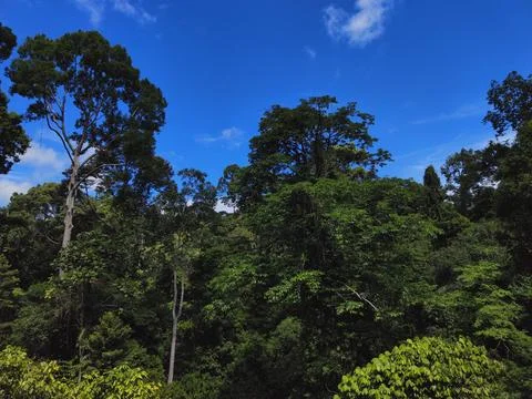 Rainforest Borneo Stock Photos