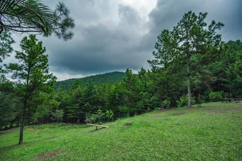 Rainforest in boscage with rain clouds perspective Stock Photos