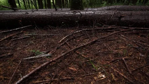 Rainforest branch Stock Footage 77049619