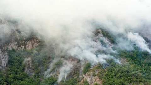 Rainforest burning in a WILDFIRE, white plumes of thick smoke billowing Stock Footage 159786971
