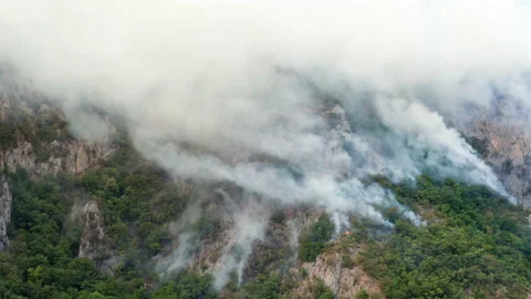 Rainforest burning in a WILDFIRE, white plumes of thick smoke billowing Stock Footage 159795613