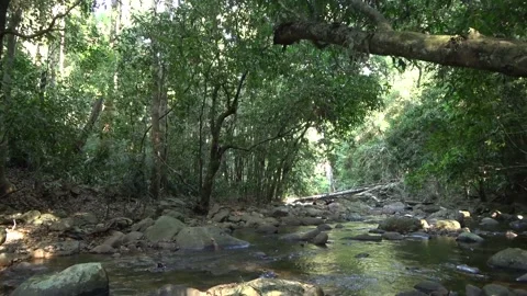 Rainforest camp, Malaysia Video stock 135717523