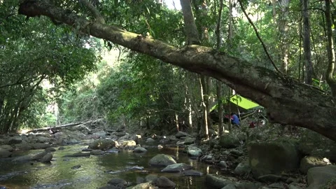 Rainforest camp, Malaysia Video stock 135717561