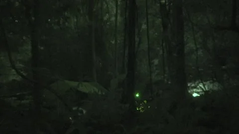 Rainforest camp, Malaysia Stock Footage 135718401