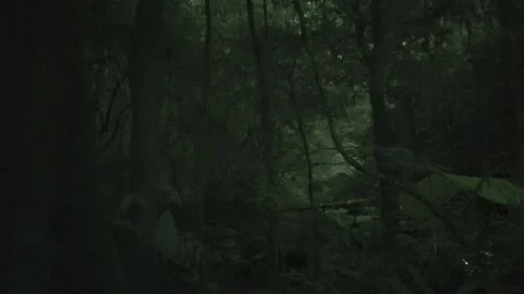 Rainforest camp, Malaysia Video stock 135718447