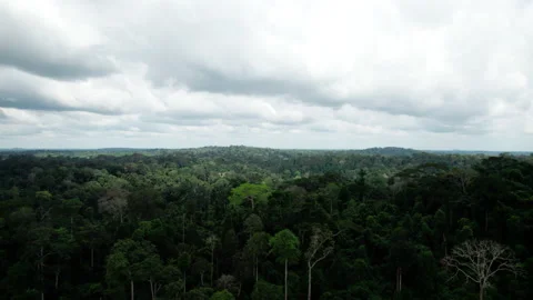 Rainforest Canopy fly over with clouds Video stock 229025681
