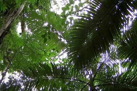 Rainforest canopy Stock Footage 353262