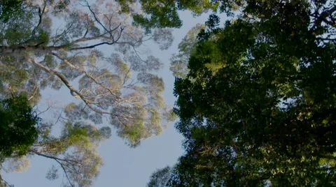 Rainforest canopy 스톡 동영상 55314205