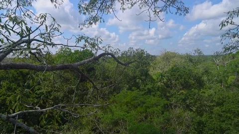 Rainforest canopy Stock Footage 73276486