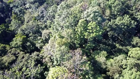 Rainforest canopy Stock Footage 81157257