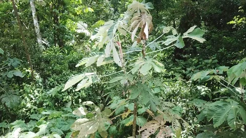 Rainforest Canopy Video stock 116943320