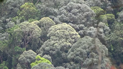 Rainforest canopy, Malaysia Stock Footage 134857393