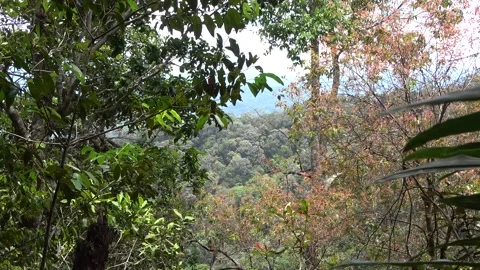Rainforest canopy, Malaysia Stock Footage 134857394