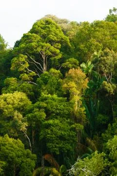 Rainforest canopy Stock Photos