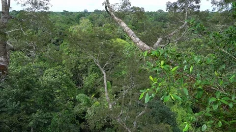Rainforest canopy top Stock Footage 73253561