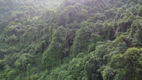 Rainforest Canopy Vietnam Stock Footage 255032512