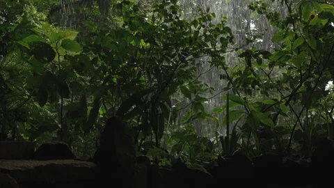 Rainforest canopy viewed through the misty veil of a waterfall, surrounded by Stock-Footage 336060366