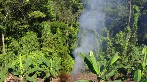A rainforest is covered in smoke due the initial fire for a slash and burn Stock Footage 155418594