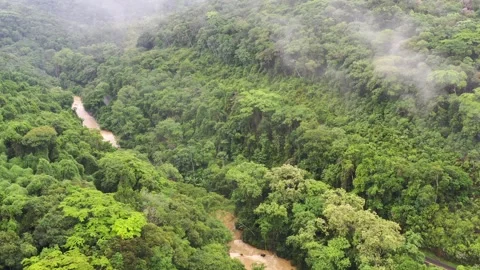 Rainforest cut by river and road, with the rain and fog Stock Footage 255837067