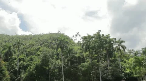 Rainforest Dawn Video stock 12203704