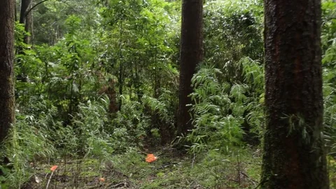 Rainforest in the daylight Stock Footage 77048871