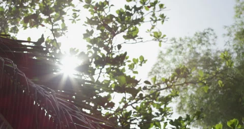 Rainforest Daylight Video stock 262025336