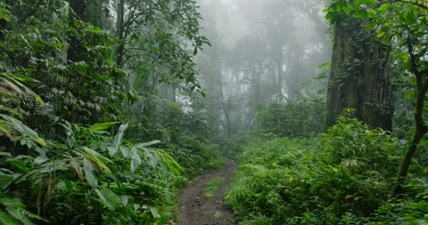 Rainforest with dense fog, lush greenery, serene and mysterious atmosphere Vídeo Stock 276253920